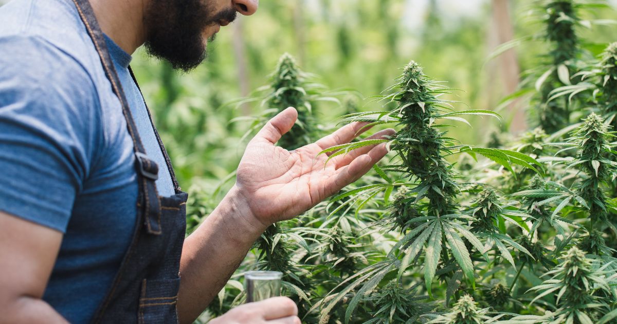 Close-up of a bearded man in a blue shirt and denim apron carefully inspecting a mature cannabis plant in a lush greenhouse, symbolizing focus and drive for International Men's Day