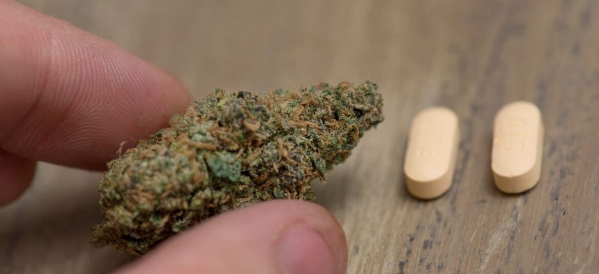 Close-up of fingers holding a dense cannabis bud with two light-colored pills resting on a wooden surface in the background, symbolizing the role of legal cannabis in reducing opioid use