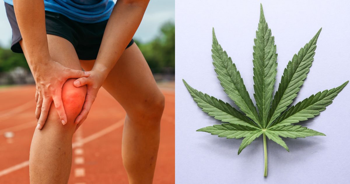 Split image showing a person clutching their inflamed knee on a running track and a vibrant cannabis leaf, symbolizing pain relief and wellness themes for International Men's Day