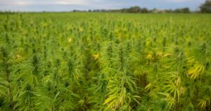 Wide-angle view of a dense hemp field under an overcast sky, symbolizing the potential impact of a proposed ban on hemp products