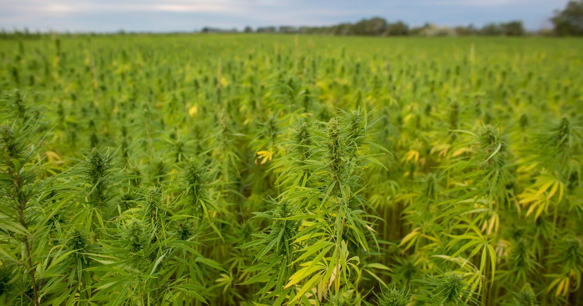Wide-angle view of a dense hemp field under an overcast sky, symbolizing the potential impact of a proposed ban on hemp products