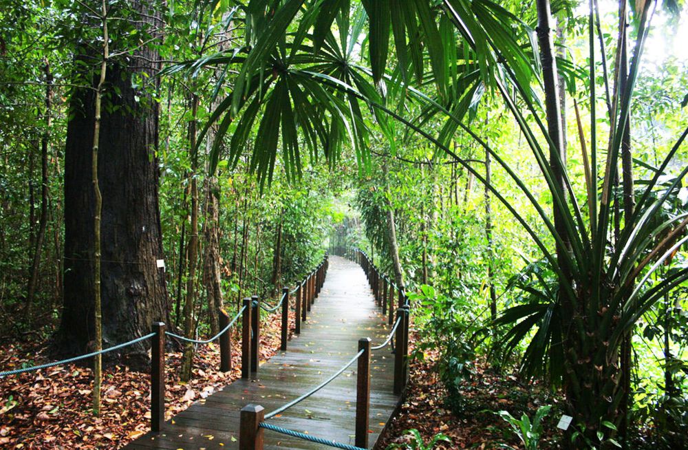 A bridge in Singapore Botanic Gardens
