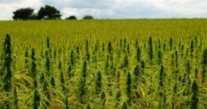 Field Of Cannabis Growing