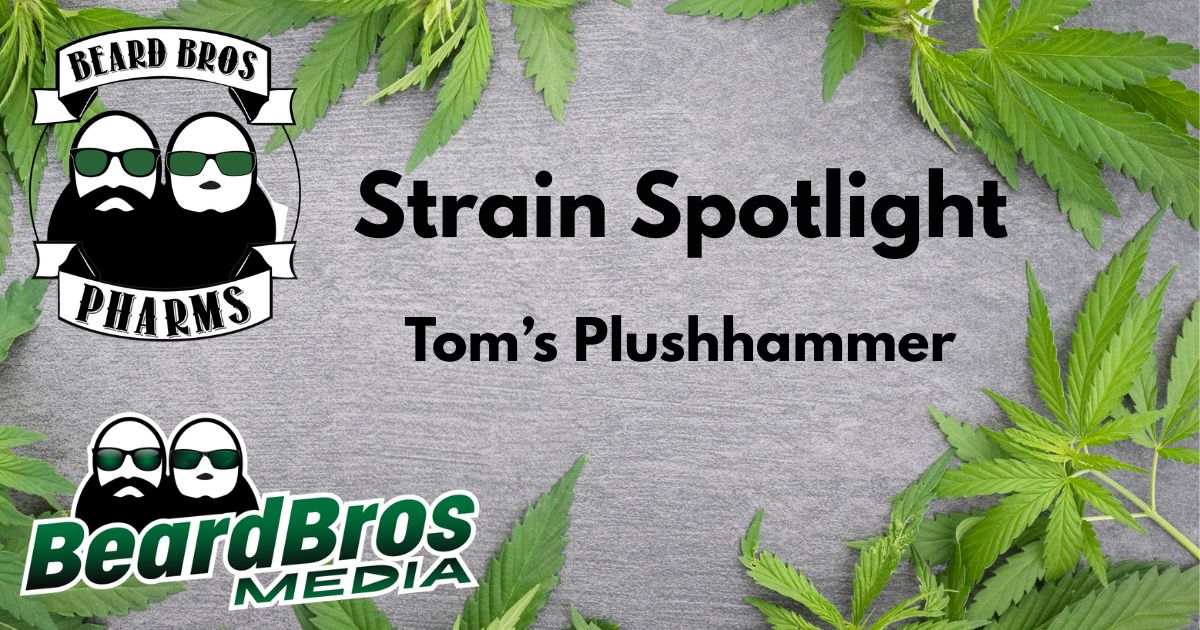 Promotional graphic for Tom's Plushhammer strain by Beard Bros Pharms, featuring bold text, cannabis leaves, and branded logos on a textured gray background.