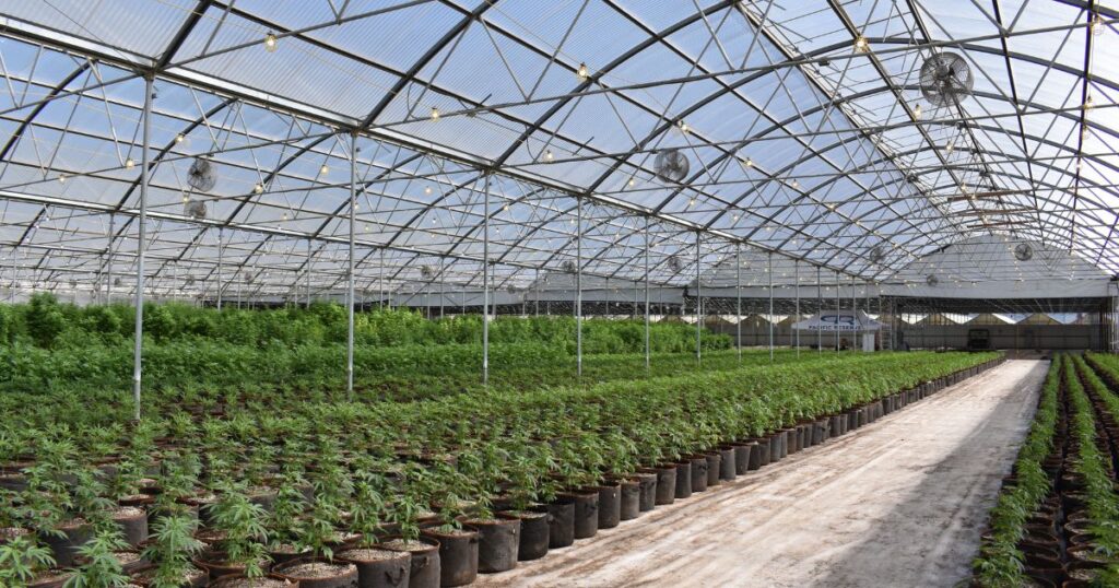 Interior of a large cannabis greenhouse with rows of plants in fabric pots, ventilation fans, and supplemental lighting, highlighting the importance of worker protection standards in cannabis cultivation environments