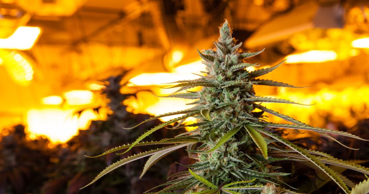 Close-up of a mature cannabis bud covered in frosty trichomes, set against a glowing background of warm orange and yellow lights, showcasing the role of advanced cannabis lighting in indoor cultivation.