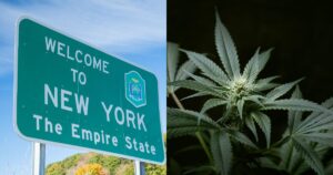 Split image featuring a 'Welcome to New York The Empire State' road sign against a blue sky on the left, and a close-up of a flowering cannabis plant with green leaves and white pistils on the right, set against a dark background. The composition reflects the challenges and changes in New York's cannabis industry, including recent regulator resignations