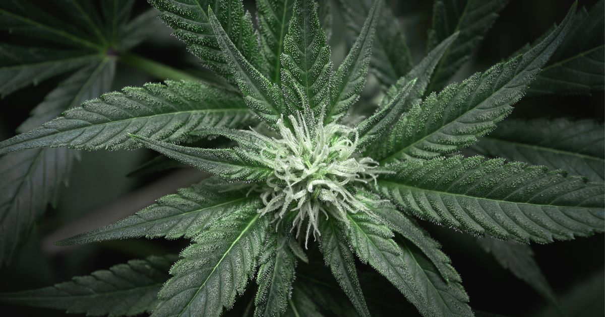 Close-up, top-down view of a cannabis plant in its flowering stage, showcasing vibrant green leaves with serrated edges and a frosty appearance from dense trichomes. The central bud features delicate white pistils, illuminated against a dark background. The image symbolizes Virginia's evolving legal cannabis retail market under new regulations