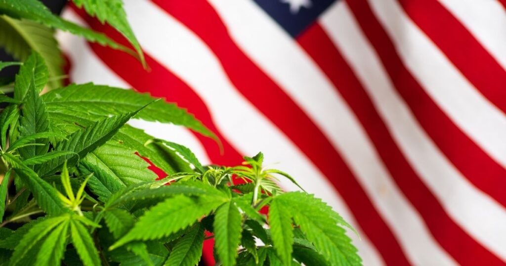 Close-up of vibrant green cannabis plants in sharp focus, set against a blurred American flag background, symbolizing the debate over efforts to defund marijuana rescheduling in the United States.