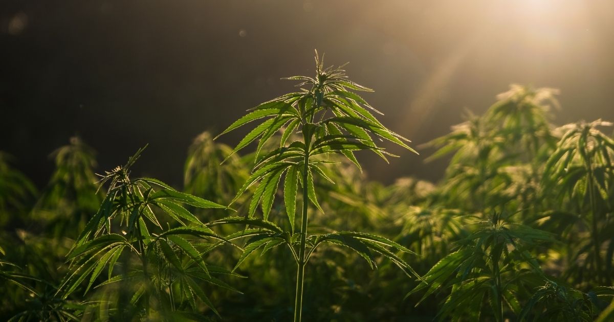 Field of vibrant green cannabis plants glowing under warm golden light at sunrise or sunset, symbolizing the Hemp Planting Predictability Act and its focus on federal hemp cultivation policies