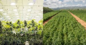 Side-by-side comparison of cannabis cultivation: the left shows an indoor grow facility with mature plants under bright artificial lights and trellising, while the right features a vast outdoor field of cannabis plants under natural sunlight, with dirt paths leading to a mountainous horizon