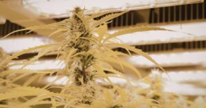 Close-up of a mature cannabis plant under warm indoor grow lights, showcasing frosty trichomes and dense flowering tops. The lighting highlights the plant's intricate details, emphasizing its terpene expression and healthy growth in a controlled cultivation environment.