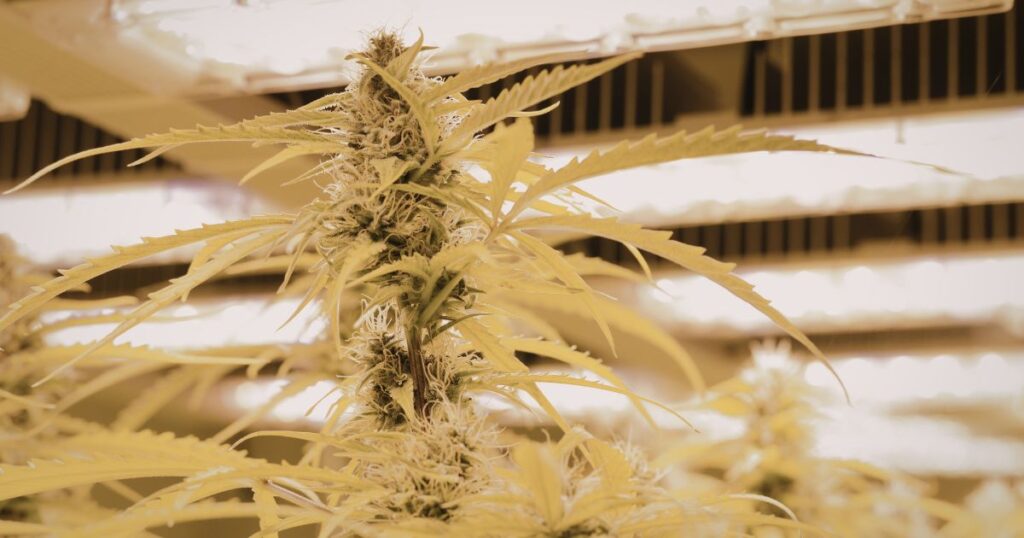 Close-up of a mature cannabis plant under warm indoor grow lights, showcasing frosty trichomes and dense flowering tops. The lighting highlights the plant's intricate details, emphasizing its terpene expression and healthy growth in a controlled cultivation environment.