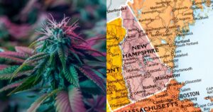 Split image featuring a vibrant close-up of a cannabis plant with purple and green hues on the left, and a detailed map of New Hampshire and surrounding states on the right, symbolizing the state's cannabis legalization efforts.