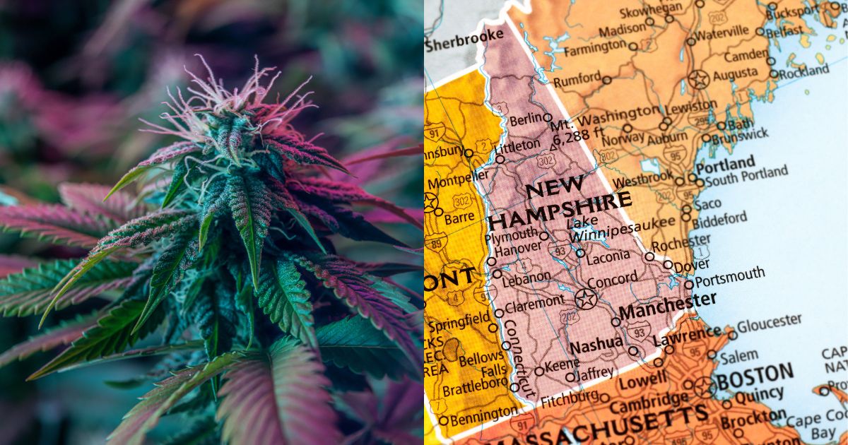 Split image featuring a vibrant close-up of a cannabis plant with purple and green hues on the left, and a detailed map of New Hampshire and surrounding states on the right, symbolizing the state's cannabis legalization efforts.