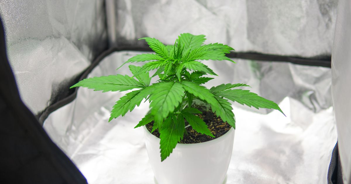 Vibrant green cannabis plant growing in a white pot within a reflective indoor grow tent, symbolizing New Jersey's cannabis home grow initiatives