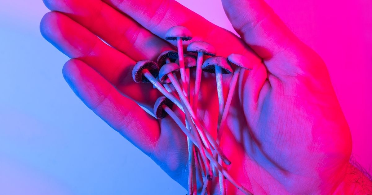 Close-up of a hand holding a cluster of small psilocybin mushrooms, illuminated by dramatic blue and magenta lighting, symbolizing New Jersey's psilocybin therapy pilot program