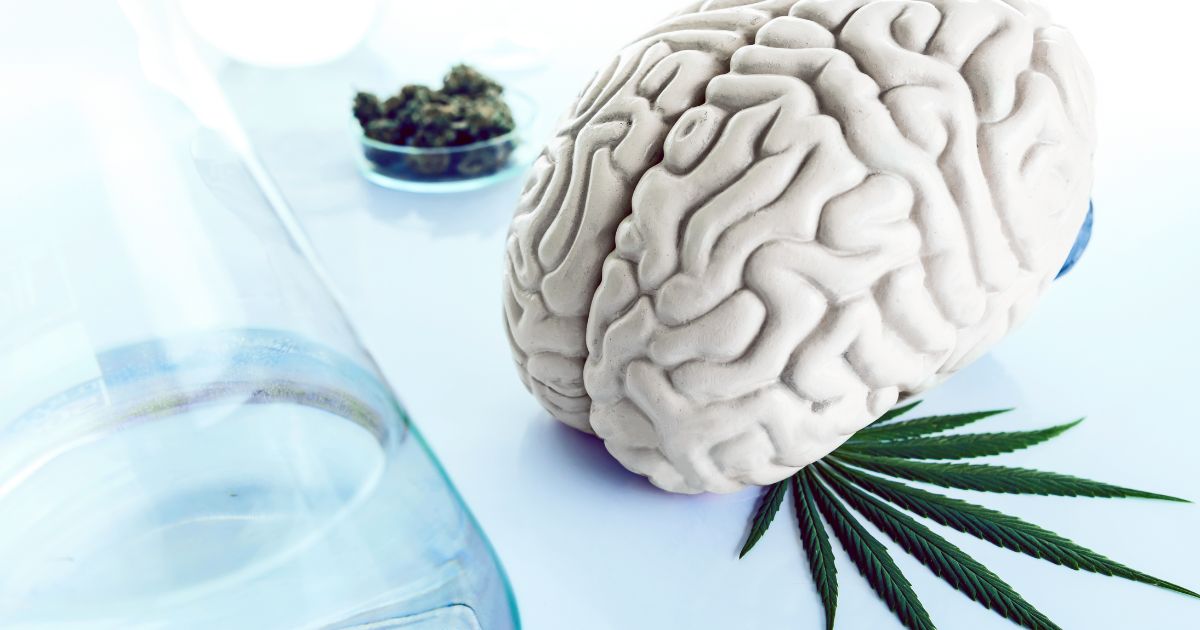 Scientific still life featuring a human brain model, a green cannabis leaf, and cannabis buds in a petri dish, set against a clean laboratory background, symbolizing research on low-dose THC as a potential Alzheimer's treatment.