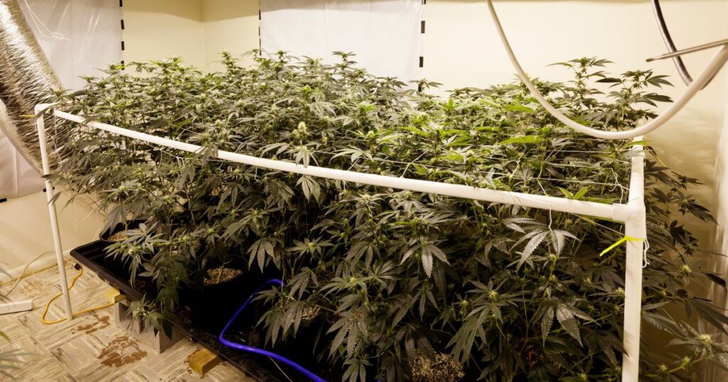 Indoor cannabis cultivation setup featuring potted plants in a SCROG netting system, with irrigation lines and ventilation ducts, symbolizing the impact of Tennessee's Freedom to Farm Act on homegrown cannabis operations