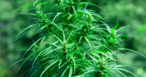 Close-up of a vibrant green hemp plant with serrated leaves and dense flower buds, illuminated by natural light. The blurred green background emphasizes the plant's healthy growth, symbolizing the FDA's focus on hemp regulations.