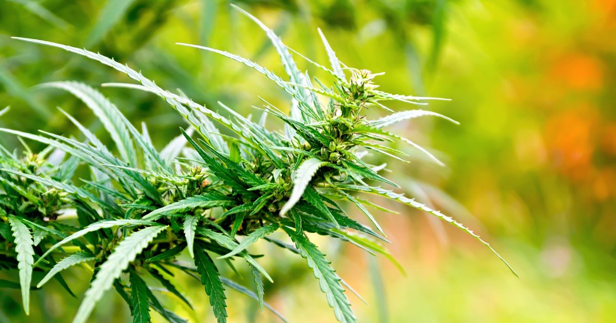Close-up of a vibrant cannabis plant branch with serrated green leaves and developing buds, set against a softly blurred natural background. The image highlights the plant's healthy growth, symbolizing the ongoing discussions around the hemp-derived cannabinoid ban