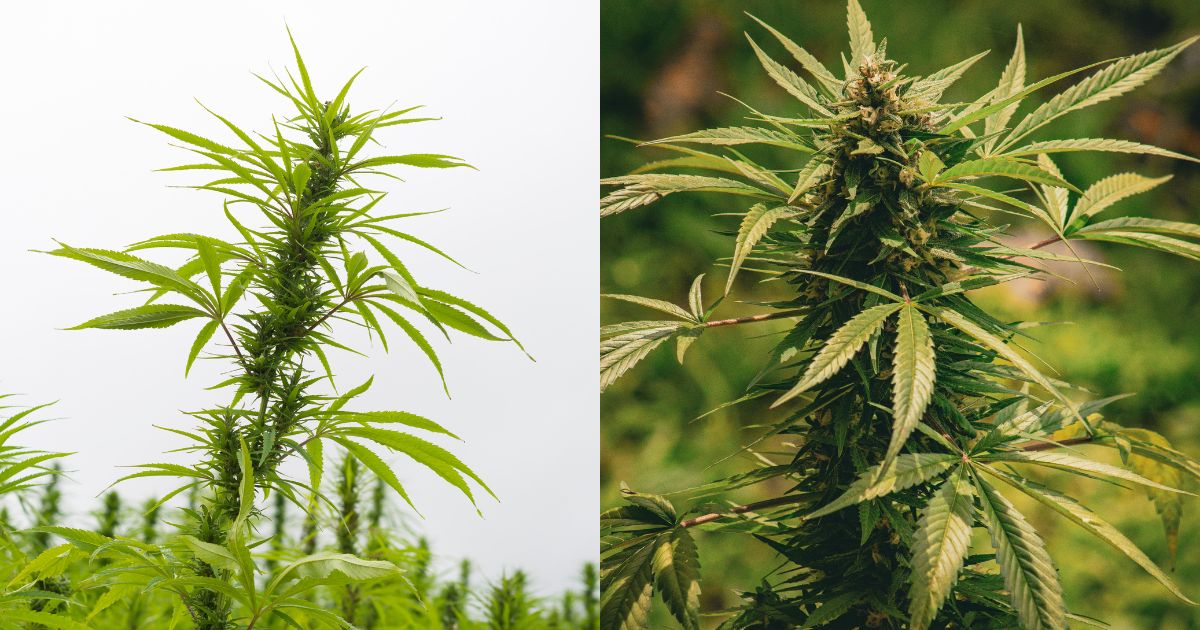 Split image comparing two cannabis plants: the left side shows a vibrant green hemp plant with slender leaves against a light sky, while the right side features a mature marijuana plant with dense flower buds against a natural blurred background. Highlights the distinction between hemp and marijuana
