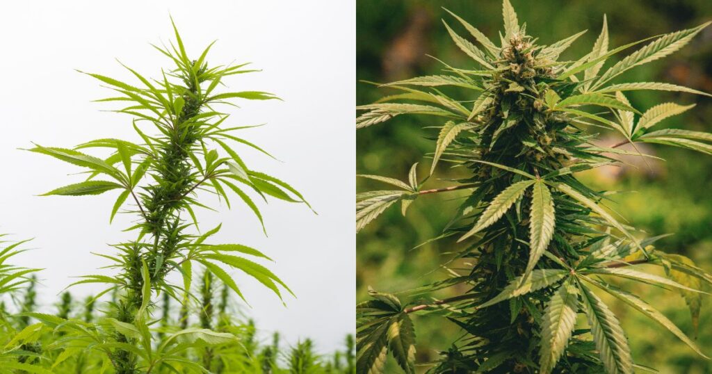 Split image comparing two cannabis plants: the left side shows a vibrant green hemp plant with slender leaves against a light sky, while the right side features a mature marijuana plant with dense flower buds against a natural blurred background. Highlights the distinction between hemp and marijuana