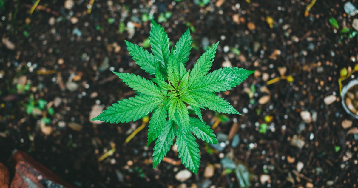 Top-down view of a young green cannabis plant with serrated leaves growing in dark soil, surrounded by earthy debris and hints of other small plants. The image highlights the early growth stage of intoxicating cannabis