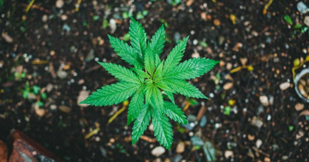 Top-down view of a young green cannabis plant with serrated leaves growing in dark soil, surrounded by earthy debris and hints of other small plants. The image highlights the early growth stage of intoxicating cannabis