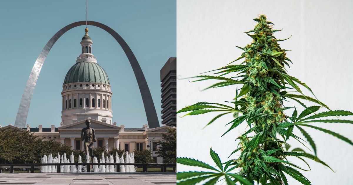 Split image featuring the Gateway Arch and Old Courthouse in St. Louis, Missouri, on the left, symbolizing the state's heritage, and a close-up of a vibrant cannabis plant on the right, highlighting its relevance to the Missouri medical marijuana licensing audit.