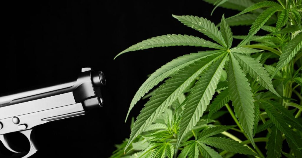 Striking composition featuring a metallic handgun pointed towards vibrant green cannabis plants against a black background, symbolizing the intersection of NRA advocacy, cannabis legalization, and gun rights debates.