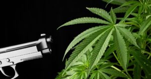 Striking composition featuring a metallic handgun pointed towards vibrant green cannabis plants against a black background, symbolizing the intersection of NRA advocacy, cannabis legalization, and gun rights debates.