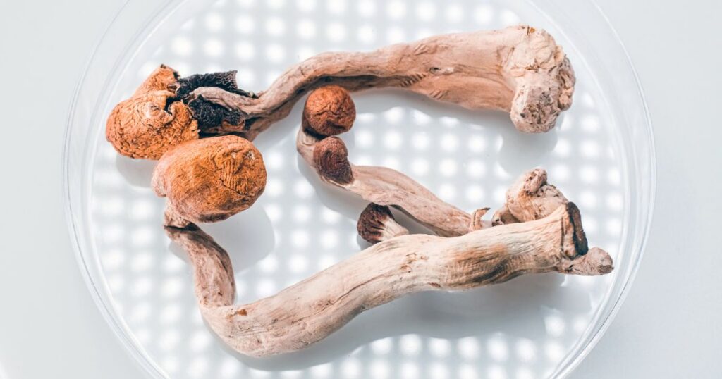 Close-up of dried psilocybin mushrooms with wrinkled caps and gnarled stems, arranged on a clear circular dish against a bright white background featuring a grid pattern. The image reflects the discussion around medical psilocybin legalization in New Hampshire
