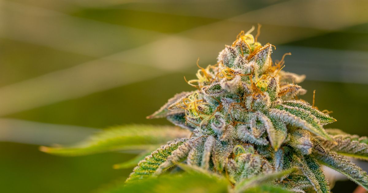 Close-up of a frosty cannabis bud covered in dense trichomes and vibrant orange pistils, set against a softly blurred green background. The detailed shot highlights the quality and craftsmanship associated with Ohio cannabis operators