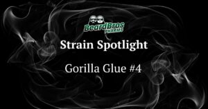 Promotional graphic featuring the 'Beard Bros PHARMS' logo at the top, with two bearded cartoon faces outlined in green. Below, the text 'Strain Spotlight' and 'Gorilla Glue #4' are centered in white serif font against a dark, smoky background with swirling white and grey patterns, highlighting the cannabis strain