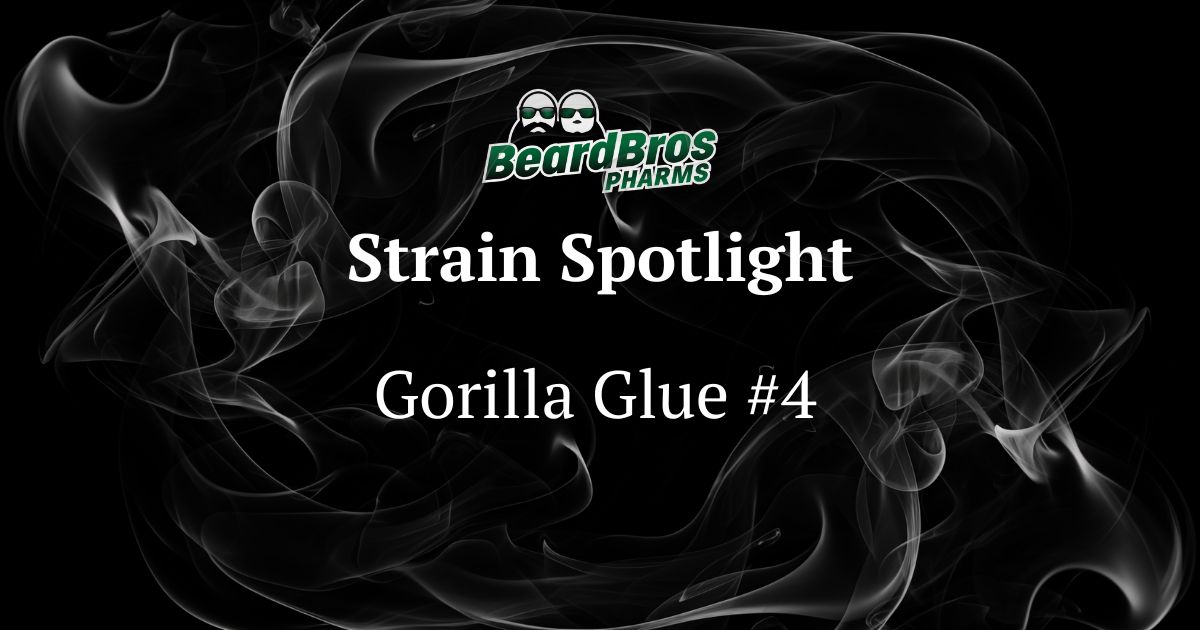 Promotional graphic featuring the 'Beard Bros PHARMS' logo at the top, with two bearded cartoon faces outlined in green. Below, the text 'Strain Spotlight' and 'Gorilla Glue #4' are centered in white serif font against a dark, smoky background with swirling white and grey patterns, highlighting the cannabis strain