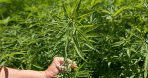 Close-up of a hand holding a vibrant green hemp plant branch with serrated leaves, set against a blurred field of similar plants, symbolizing the cultivation and regulation of hemp-derived THC