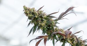 Close-up of a vibrant cannabis bud with frosty trichomes, green calyxes, and deep purple leaves, set against a blurred light background, symbolizing the discussion around Schedule III cannabis classification.