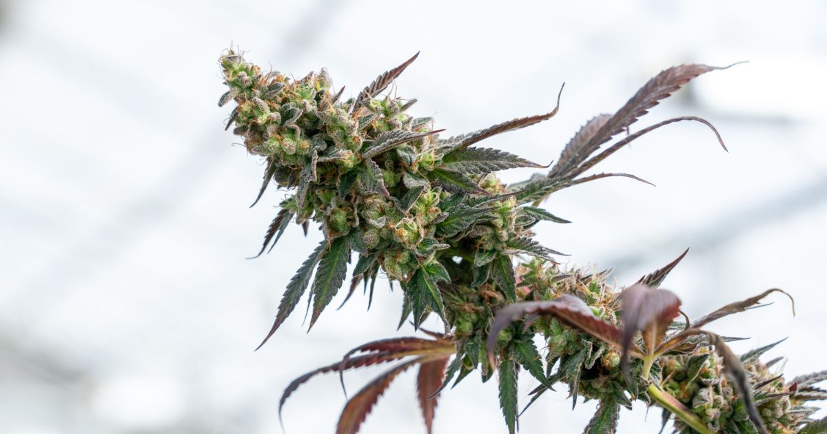 Close-up of a vibrant cannabis bud with frosty trichomes, green calyxes, and deep purple leaves, set against a blurred light background, symbolizing the discussion around Schedule III cannabis classification.