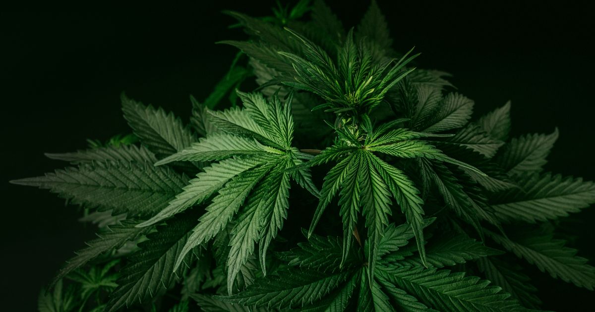 Close-up of a vibrant green cannabis plant with serrated leaves and early flower development, set against a dark background. The image symbolizes the natural beauty of cannabis and its connection to discussions around modern cannabis laws