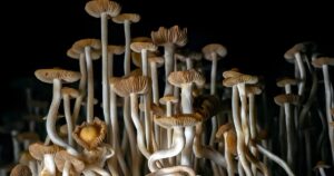 Close-up of a dense cluster of psilocybin mushrooms with slender off-white stems and light brown to yellowish-brown caps. The mushrooms are tightly packed, with some caps revealing intricate gills underneath. The black background highlights the natural textures and colors of the fungi. Keywords: Psilocybin mushroom genetics