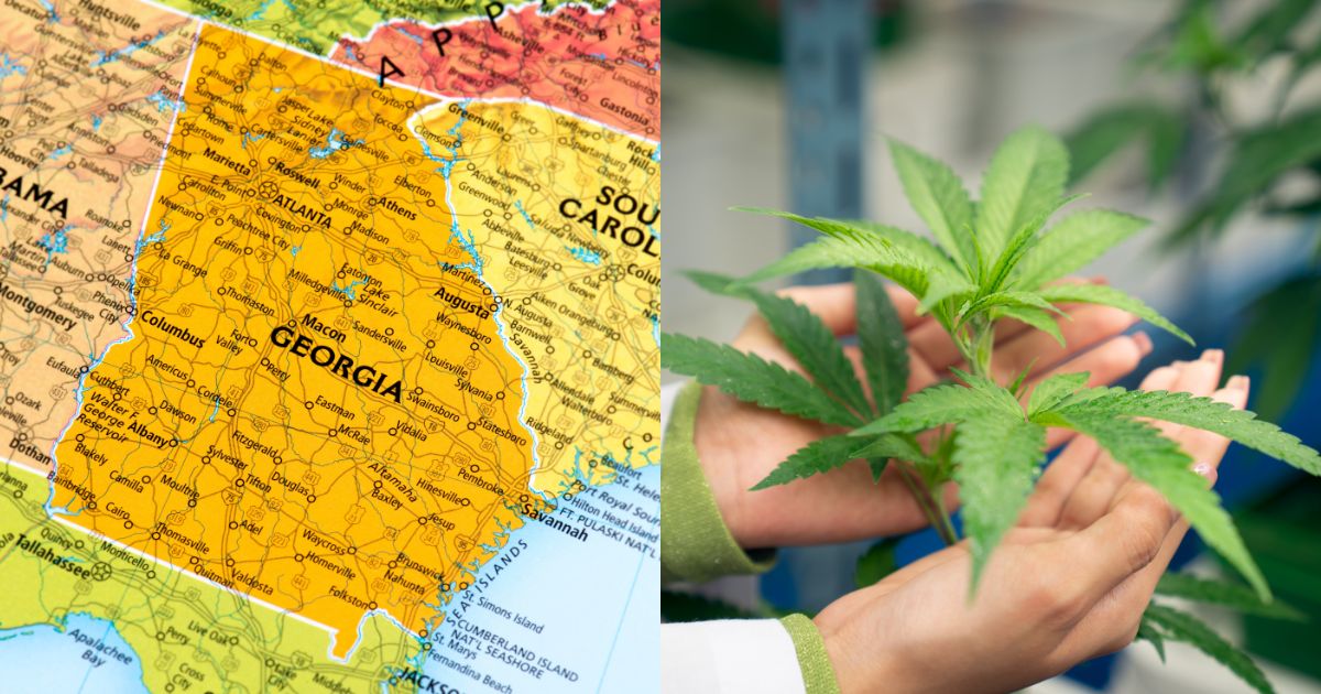Split image featuring a map of Georgia on the left, highlighted in yellow-orange with major cities like Atlanta, Macon, and Augusta labeled, alongside neighboring states. On the right, a close-up of vibrant green cannabis leaves held gently by a person's hands, set against a blurred background. Keywords: Georgia medical marijuana