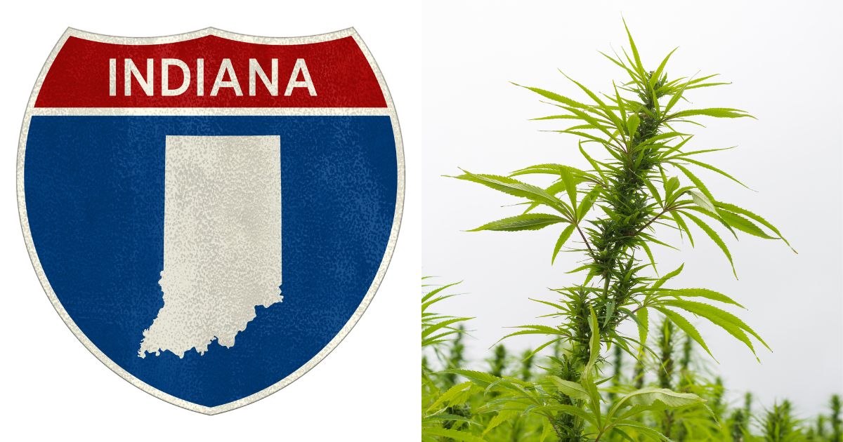 Split image featuring an Indiana road sign with a gray state silhouette on the left and a vibrant green hemp plant on the right. The composition highlights the ongoing debate around Indiana's intoxicating hemp ban