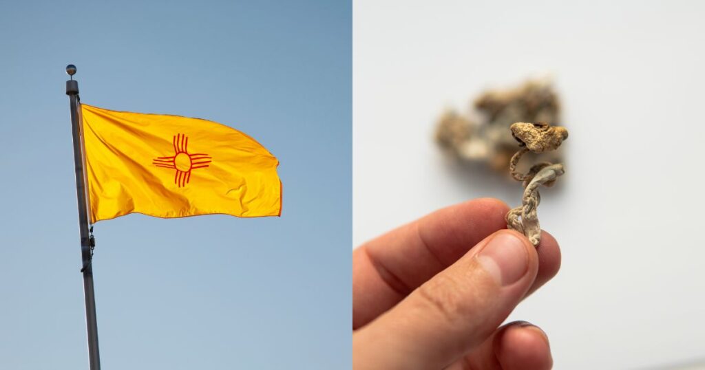 Split image featuring the New Mexico state flag on the left, with a bright yellow background and a red Zia sun symbol, waving against a clear blue sky. On the right, a hand holds a dried mushroom, with additional dried mushrooms blurred in the background, set against a plain light backdrop. Keywords: New Mexico psilocybin therapy research
