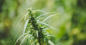 Close-up of a vibrant green hemp plant with slender, serrated leaves and small developing buds along the central stalk. The plant is sharply in focus, set against a blurred green background that suggests a natural outdoor environment. Keywords: Pennsylvania Senate Bill 49