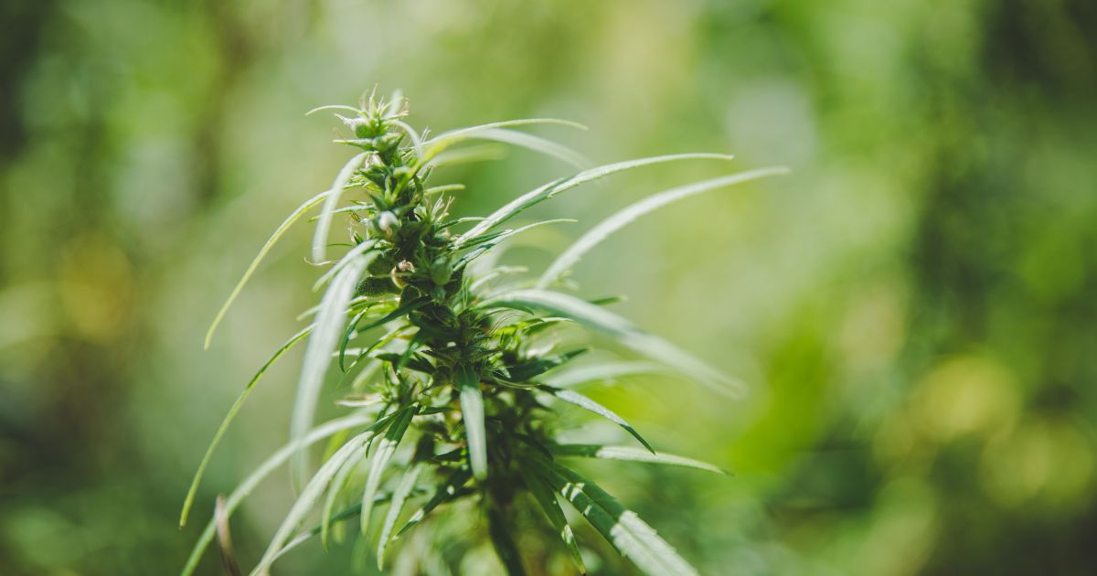 Close-up of a vibrant green hemp plant with slender, serrated leaves and small developing buds along the central stalk. The plant is sharply in focus, set against a blurred green background that suggests a natural outdoor environment. Keywords: Pennsylvania Senate Bill 49