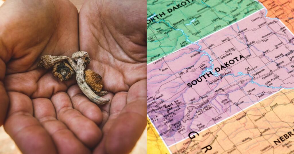 Split image featuring two open palms holding dried mushrooms on the left, with light brown and grayish-white caps and stems. On the right, a map highlights South Dakota in light pink, bordered by North Dakota in green and Nebraska in yellow, with cities, lakes, and landmarks like Badlands National Park labeled. Keywords: South Dakota psilocybin
