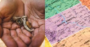 Split image featuring two open palms holding dried mushrooms on the left, with light brown and grayish-white caps and stems. On the right, a map highlights South Dakota in light pink, bordered by North Dakota in green and Nebraska in yellow, with cities, lakes, and landmarks like Badlands National Park labeled. Keywords: South Dakota psilocybin