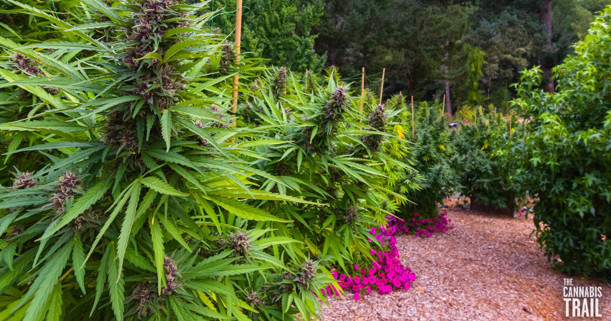 Outdoor cannabis farm showcasing a winding reddish-brown gravel path lined with vibrant green cannabis plants featuring purple-tinged buds. Bright pink flowers border the path on the left, adding a pop of color. Rows of cannabis plants stretch into the distance, with a dense forest of tall green trees forming the backdrop. A white logo in the bottom right corner reads 'The Cannabis Trail