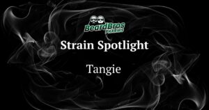 Promotional graphic for Beard Bros Pharms featuring the Tangie cannabis strain. The design includes a black background with white and grey smoke-like patterns. At the top, the Beard Bros Pharms logo showcases two cartoon figures with beards and sunglasses, accompanied by green stylized text. Below the logo, the text 'Strain Spotlight' is prominently displayed, followed by the strain name 'Tangie' in bold, centered alignment. The smoky background adds depth and complements the cannabis theme